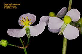 Attēlu rezultāti vaicājumam “Alismataceae”