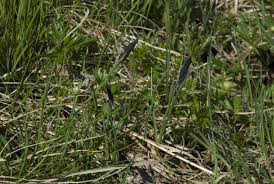 Attēlu rezultāti vaicājumam “Carex ericetorum”