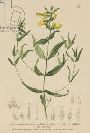 Attēlu rezultāti vaicājumam “Melampyrum sylvaticum”