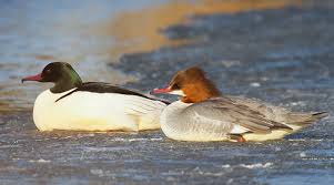 Attēlu rezultāti vaicājumam “Mergus merganser”