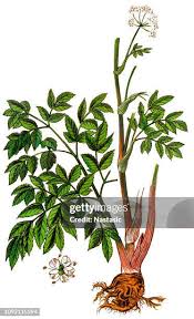 Attēlu rezultāti vaicājumam “Angelica archangelica leaf”