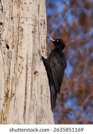 Attēlu rezultāti vaicājumam “Dryocopus martius”