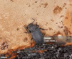 Attēlu rezultāti vaicājumam “Bolitophagus reticulatus larva”