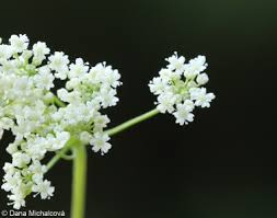 Image result for Pimpinella saxifraga