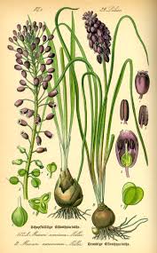 Attēlu rezultāti vaicājumam “Muscari neglectum flower”