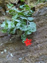 Attēlu rezultāti vaicājumam “Silene tatarica leaf”
