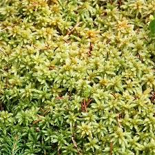 Attēlu rezultāti vaicājumam “Sphagnum centrale”