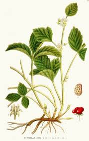 Attēlu rezultāti vaicājumam “Rubus saxatilis leaf”