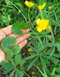 Attēlu rezultāti vaicājumam “Ranunculus cassubicus”