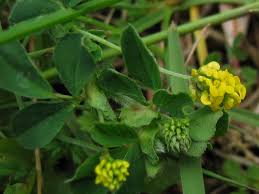 Attēlu rezultāti vaicājumam “Medicago lupulina”