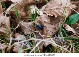 Attēlu rezultāti vaicājumam “Meloe sp. imago”