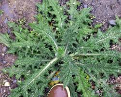 Attēlu rezultāti vaicājumam “Cirsium vulgare flower”