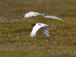 Attēlu rezultāti vaicājumam “Lagopus lagopus male”