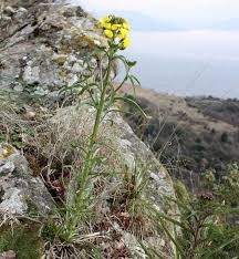 Attēlu rezultāti vaicājumam “Erysimum hieracifolium”