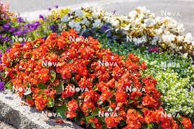 Image result for Begonia cucullata var. Hookeri