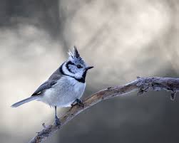 Attēlu rezultāti vaicājumam “Lophophanes cristatus”