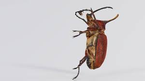 Attēlu rezultāti vaicājumam “Melolontha melolontha”