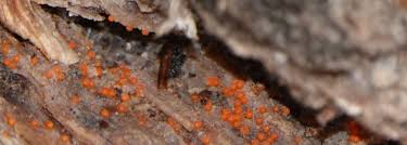 Attēlu rezultāti vaicājumam “Nectria peziza”