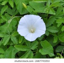 Attēlu rezultāti vaicājumam “Calystegia inflata”