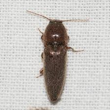 Attēlu rezultāti vaicājumam “Melanotus sp.”