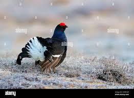 Image result for Tetrao tetrix