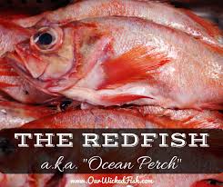 Image result for Sebastes fasciatus