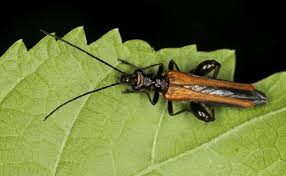 Attēlu rezultāti vaicājumam “Oedemera femorata”