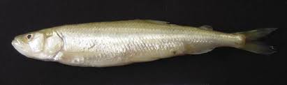 Image result for Osmerus eperlanus