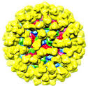 EverythingHealth: NOROVIRUS Stomach Flu