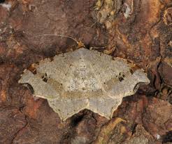 Attēlu rezultāti vaicājumam “Macaria alternata”