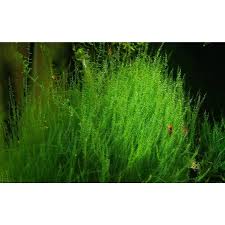 Attēlu rezultāti vaicājumam “Leptodictyum riparium”