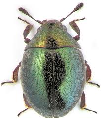 Attēlu rezultāti vaicājumam “Byrrhidae”