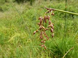 Attēlu rezultāti vaicājumam “Schoenoplectus lacustris subsp. glaucus bud”