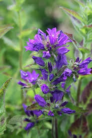 Attēlu rezultāti vaicājumam “Campanula glomerata leaf”