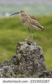 Attēlu rezultāti vaicājumam “Numenius phaeopus adult”