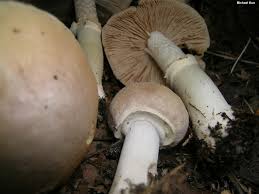 Attēlu rezultāti vaicājumam “Rozites caperata”