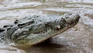 Image result for Crocodylus acutus