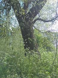 Attēlu rezultāti vaicājumam “Populus x jackii”