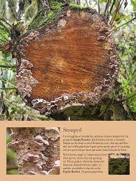 Attēlu rezultāti vaicājumam “Oxyporus”