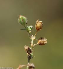 Attēlu rezultāti vaicājumam “Spergularia rubra flower”