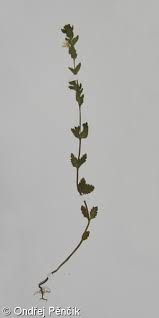 Image result for Euphrasia stricta