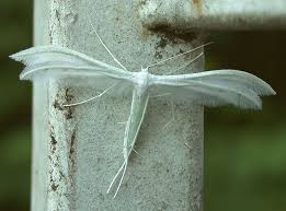 Attēlu rezultāti vaicājumam “Pterophorus pentadactyla”