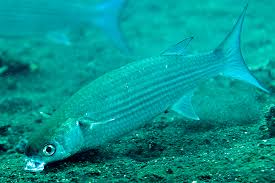 Image result for Crenimugil seheli