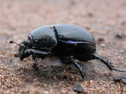 Attēlu rezultāti vaicājumam “Geotrupes”