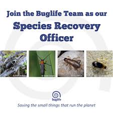 Attēlu rezultāti vaicājumam “Nebria livida”