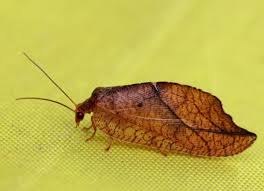 Attēlu rezultāti vaicājumam “Drepanepteryx phalaenoides”