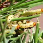 Attēlu rezultāti vaicājumam “Diprion pini female”