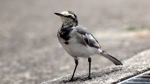 Attēlu rezultāti vaicājumam “Motacilla alba juvenile”