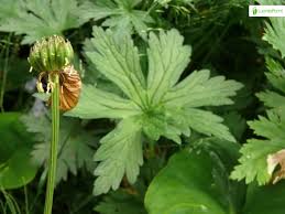 Attēlu rezultāti vaicājumam “Trollius europaeus leaf”