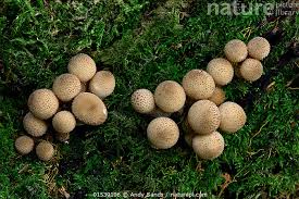 Attēlu rezultāti vaicājumam “Lycoperdon pyriforme”